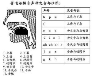 人体发音部位图解_掌握语言发音技巧全攻略