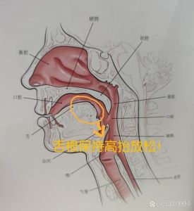 唱歌上颚疼痛原因及解决技巧