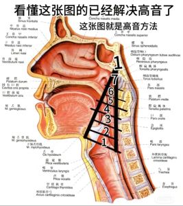 揭秘共鸣发声_唱出天籁，成就音乐梦想