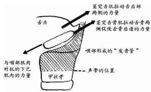 揭秘京剧发声奥秘：五音四呼技巧大解析