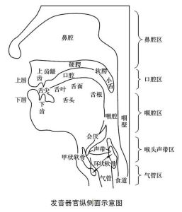解码发音奥秘：揭秘语言表达的魔法师