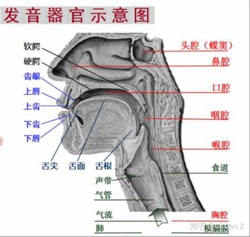 三腔共鸣奥秘：揭秘提升歌唱效果的科学练习