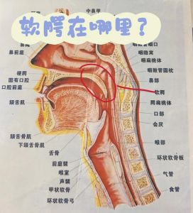揭秘鼻腔共鸣_声音之美背后的秘密