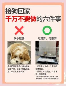 现在一回家狗狗要上我怎么办 安全感与和谐共眠秘诀