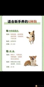 《一人一狗卡了六个小时》 安全意识与宠物保护启示录