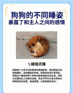 主人不在家狗狗就一直睡觉正常 心理状态与温馨环境构建