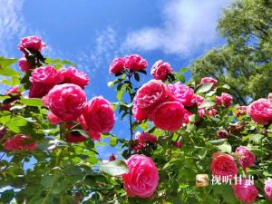 浪漫的短视频 浪漫瞬间，情感共鸣的桥梁