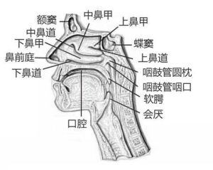 唱歌金属声怎么来的_找准共鸣点，声音立马亮！