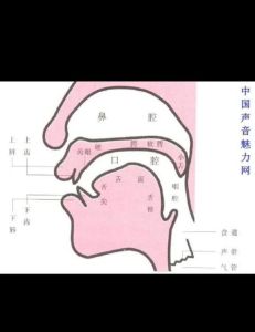 唱高音是位置靠前还是靠后_唱高音别往前送！往后找，手叉腰，脖子微仰，提颚软腭，多技巧勤练习！