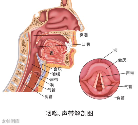 发声的共鸣器官都有_学用胸腔口腔鼻腔共鸣,声音好听又清晰! 发声的共鸣器官都有_学用胸腔口腔鼻腔共鸣,声音好听又清晰!