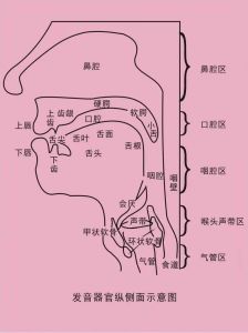 声乐入门基础理论知识_腰沉下巴平，声音稳好听