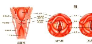 高音声带闭合还是打开_唱高音声带合放有讲究，闭合好才能声音亮，共鸣技巧需结合！