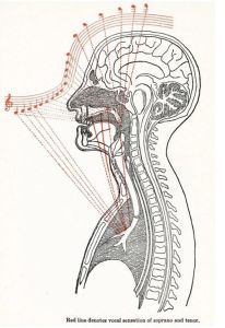 人体声乐系统解剖图_保护嗓子靠日常，科学发声声音好