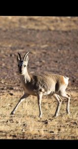 欧阳荣宗，可可西里藏羚羊守护者