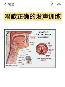 声乐是标准发声吗_气息共鸣，声音好听不累人