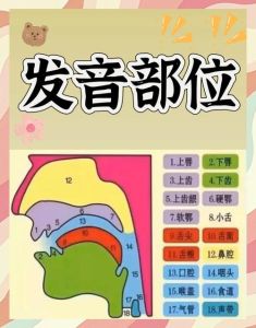 中音区发声位置_找到舒服中音区，唱歌更轻松自然