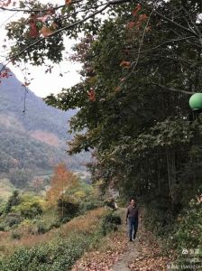 梨莱新婚不合群，嫂子疏远，清秋变孤家寡人