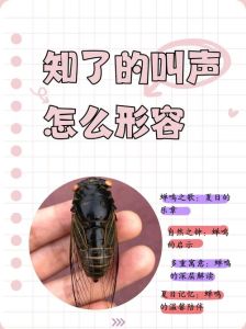 知了唱歌好听吗_夏日知了叫，热闹又带劲！